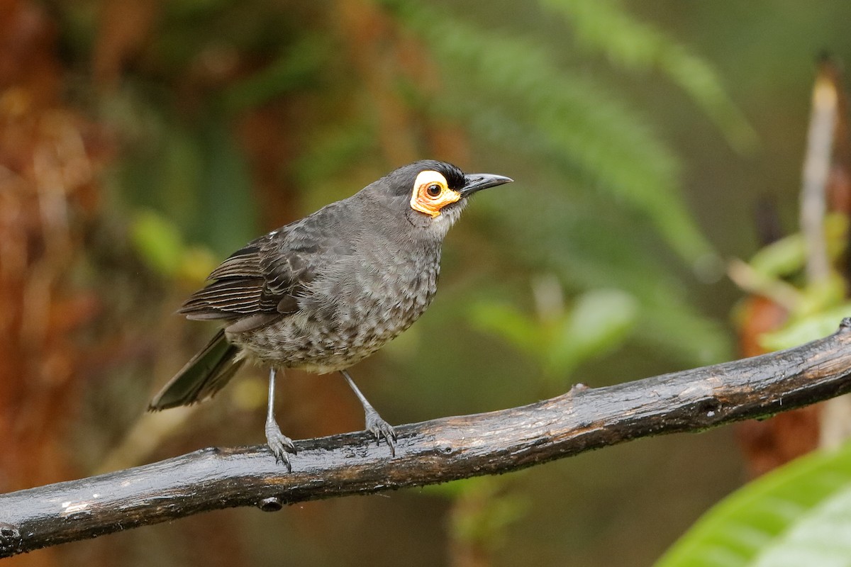 Smoky Honeyeater - ML204251371