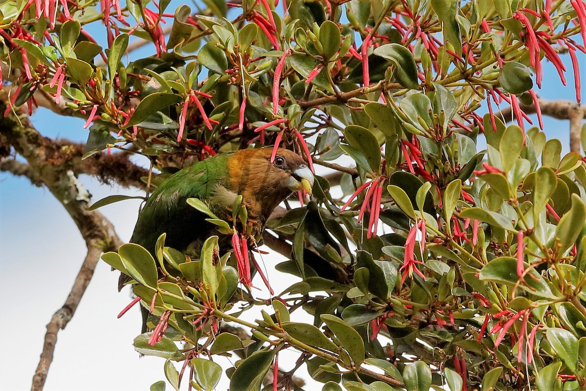 Modest Tiger-Parrot - ML204251491