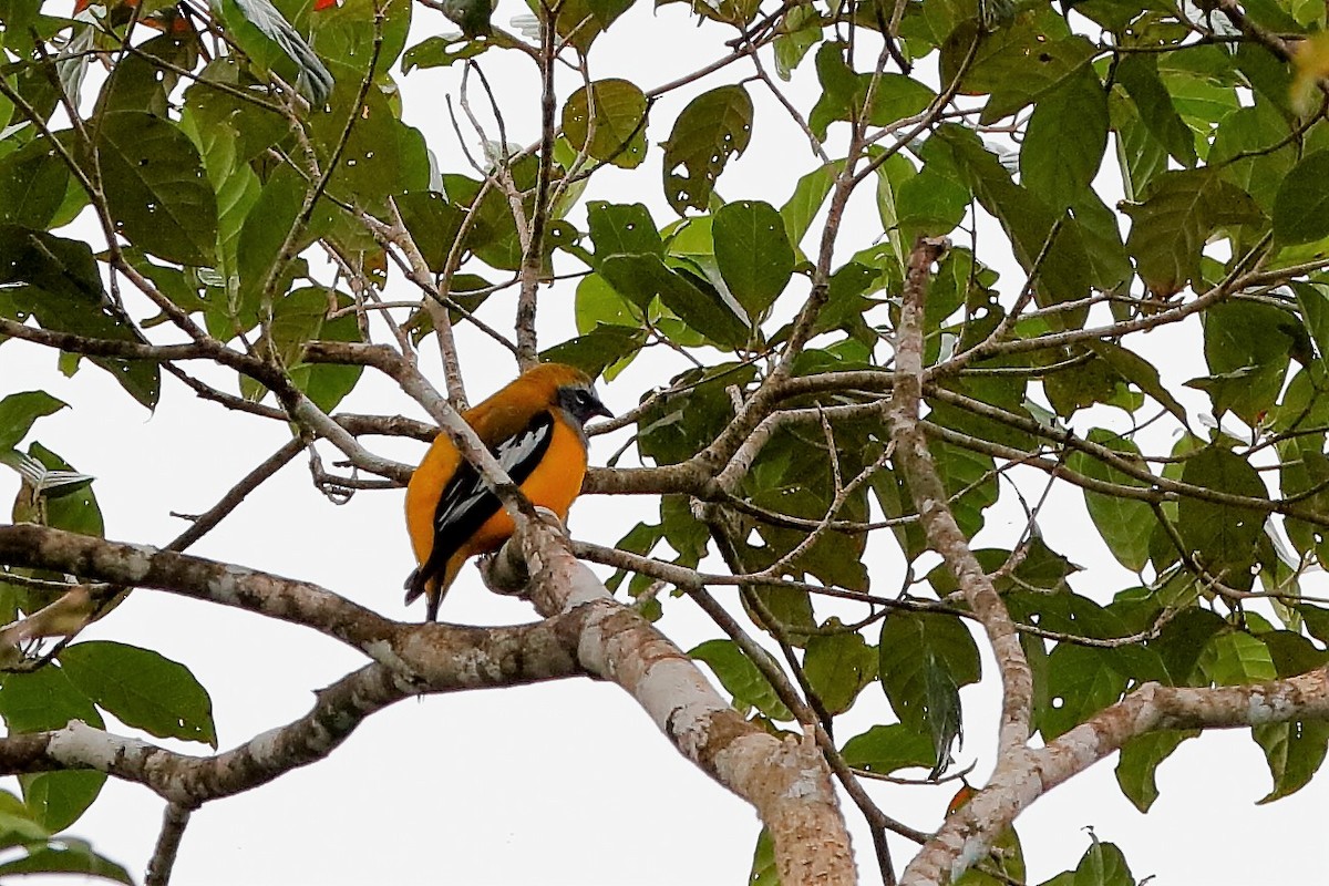 Golden Cuckooshrike - Holger Teichmann