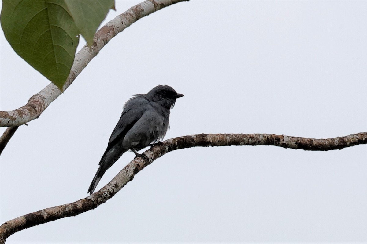 Gray-headed Cicadabird - Holger Teichmann