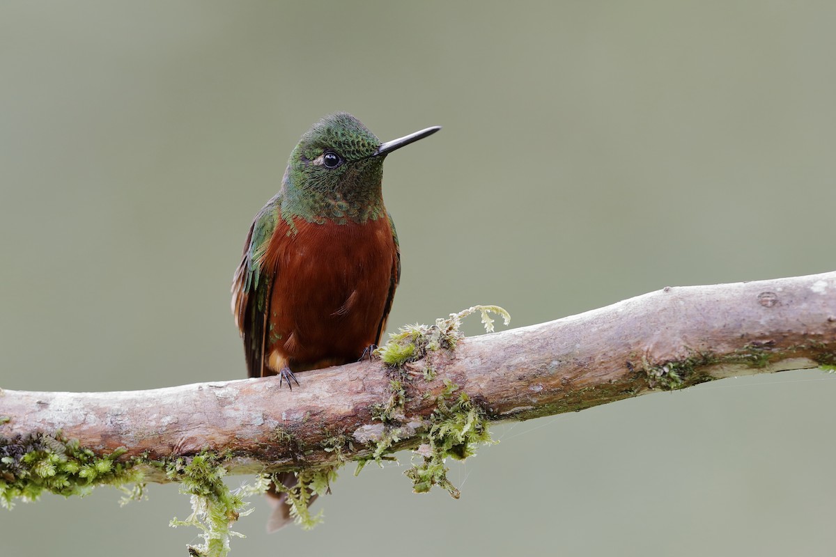 Colibrí Pechirrojo - ML204251641