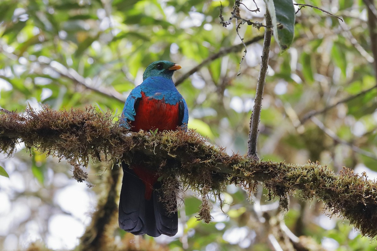 Quetzal Cabecidorado - ML204251661