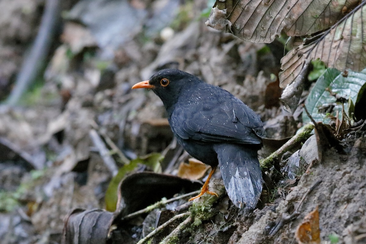 Glossy-black Thrush - ML204251691