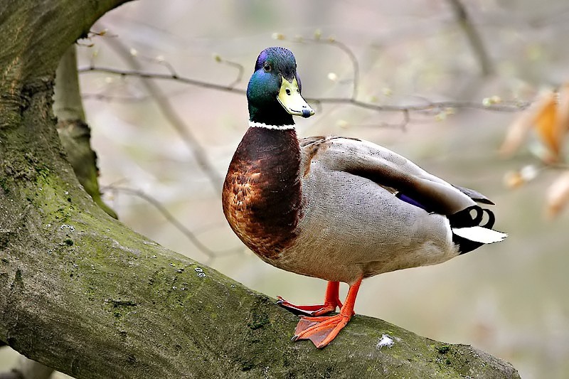 Canard colvert - ML204251791