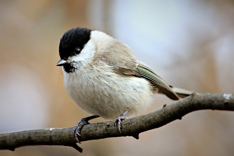 Marsh Tit - ML204252071