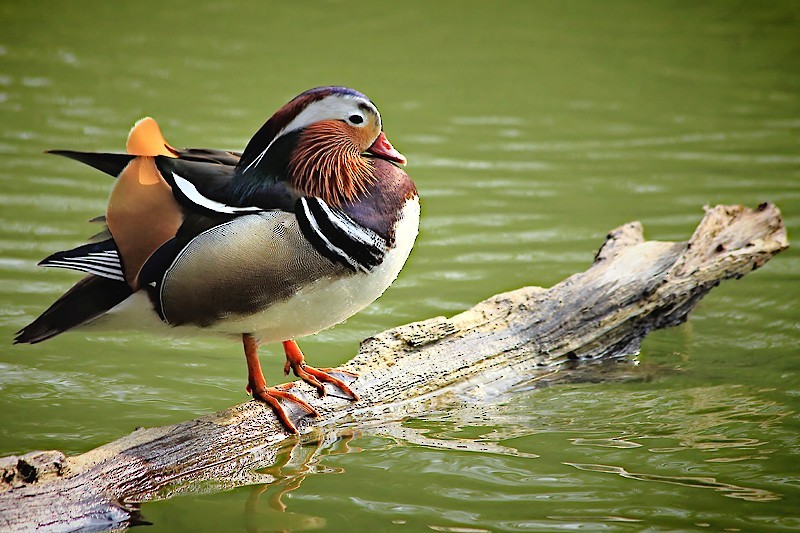 Mandarin Duck - ML204252201