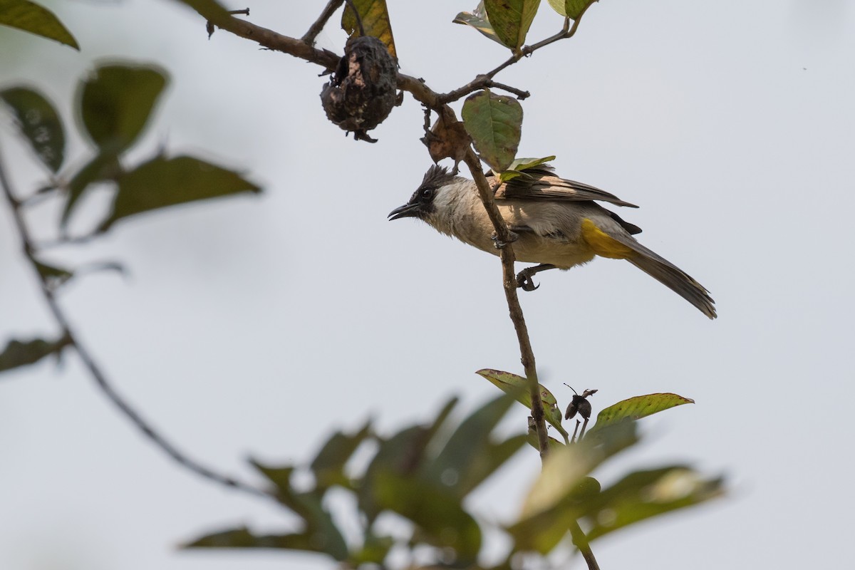 Sooty-headed Bulbul - ML204252451