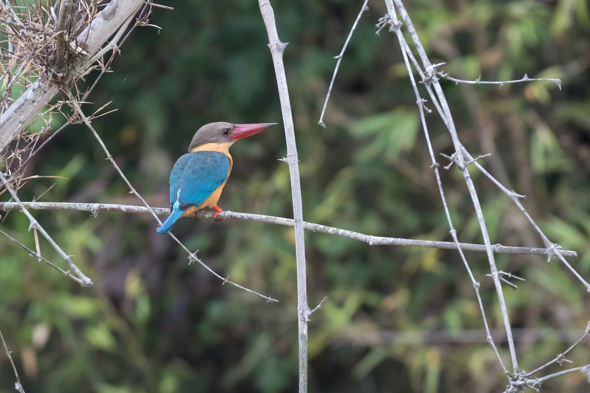 ledňáček čápozobý - ML204252461