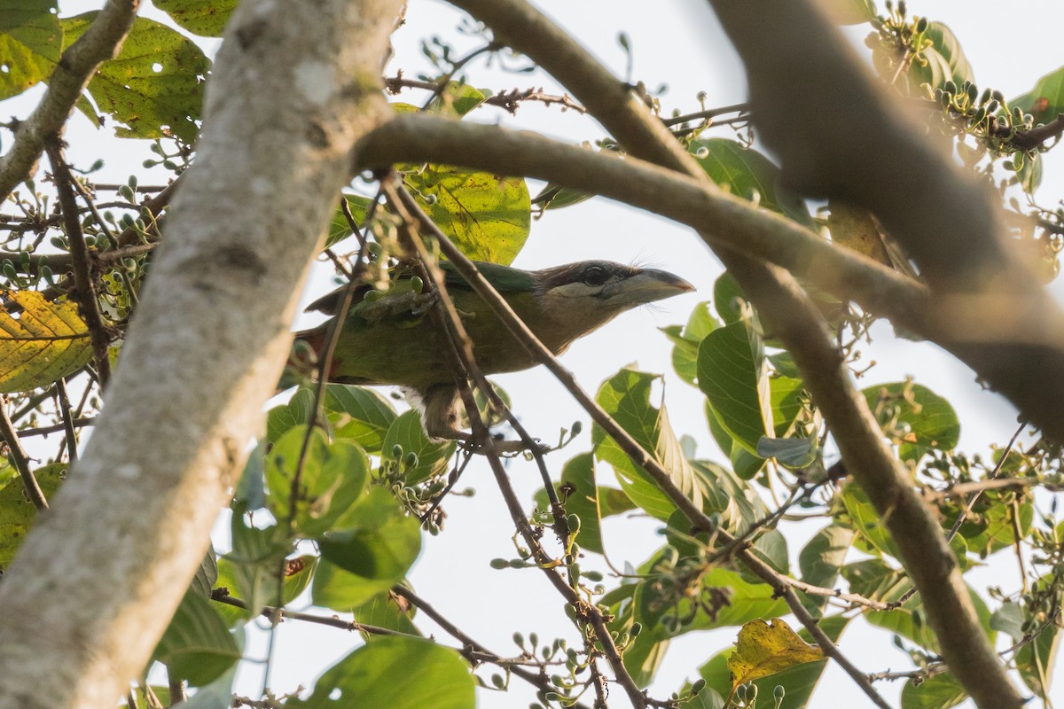 barbet červenořitý - ML204252521