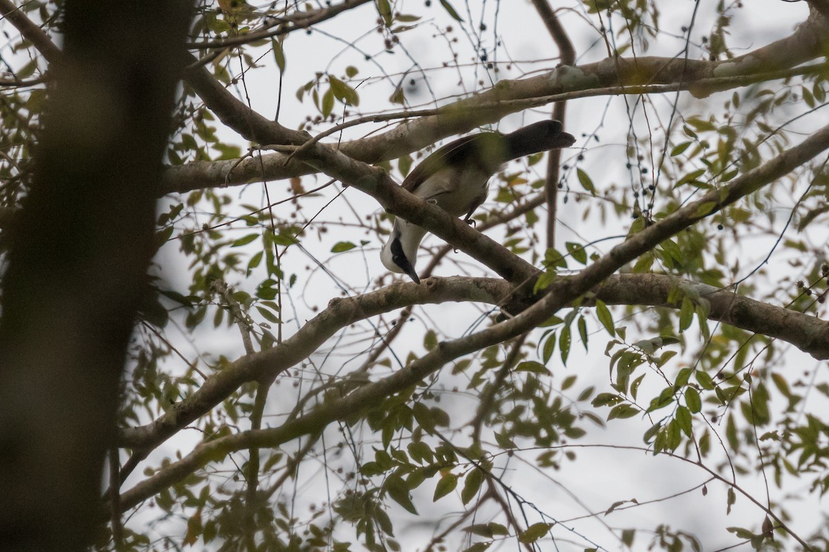 White-crested Laughingthrush - ML204252561