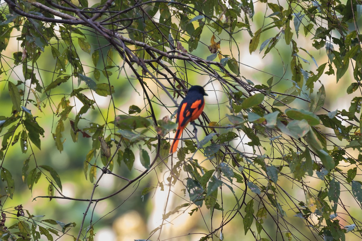 Scarlet Minivet - ML204252581
