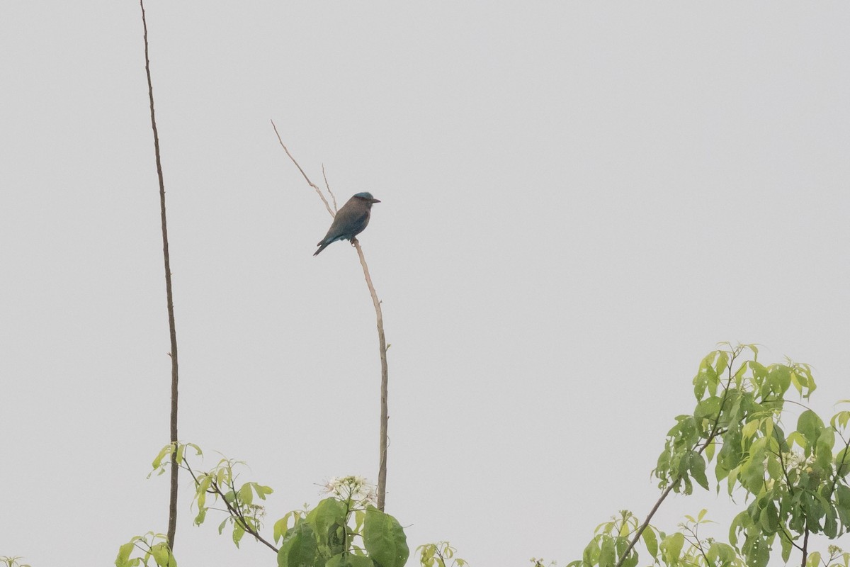 mandelík indočínský - ML204252631