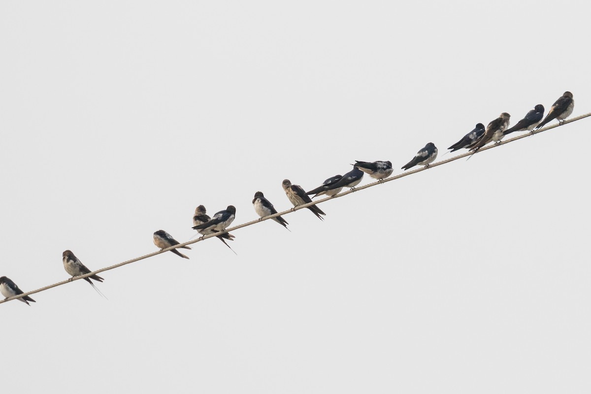 vlaštovka skalní - ML204252691