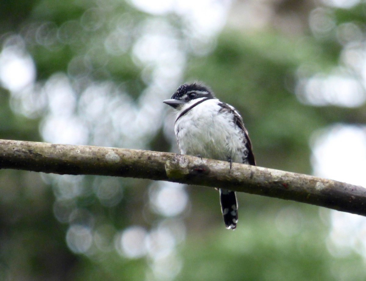 Pied Puffbird (Lesser) - ML204252841