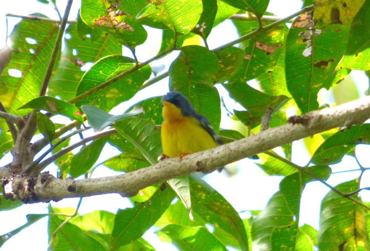 Tropical Parula (Middle American) - ML204252871