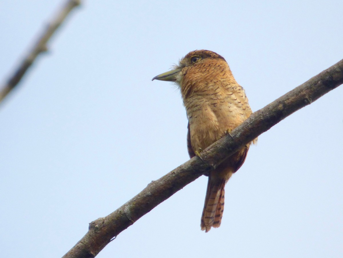 Barred Puffbird - ML204253031