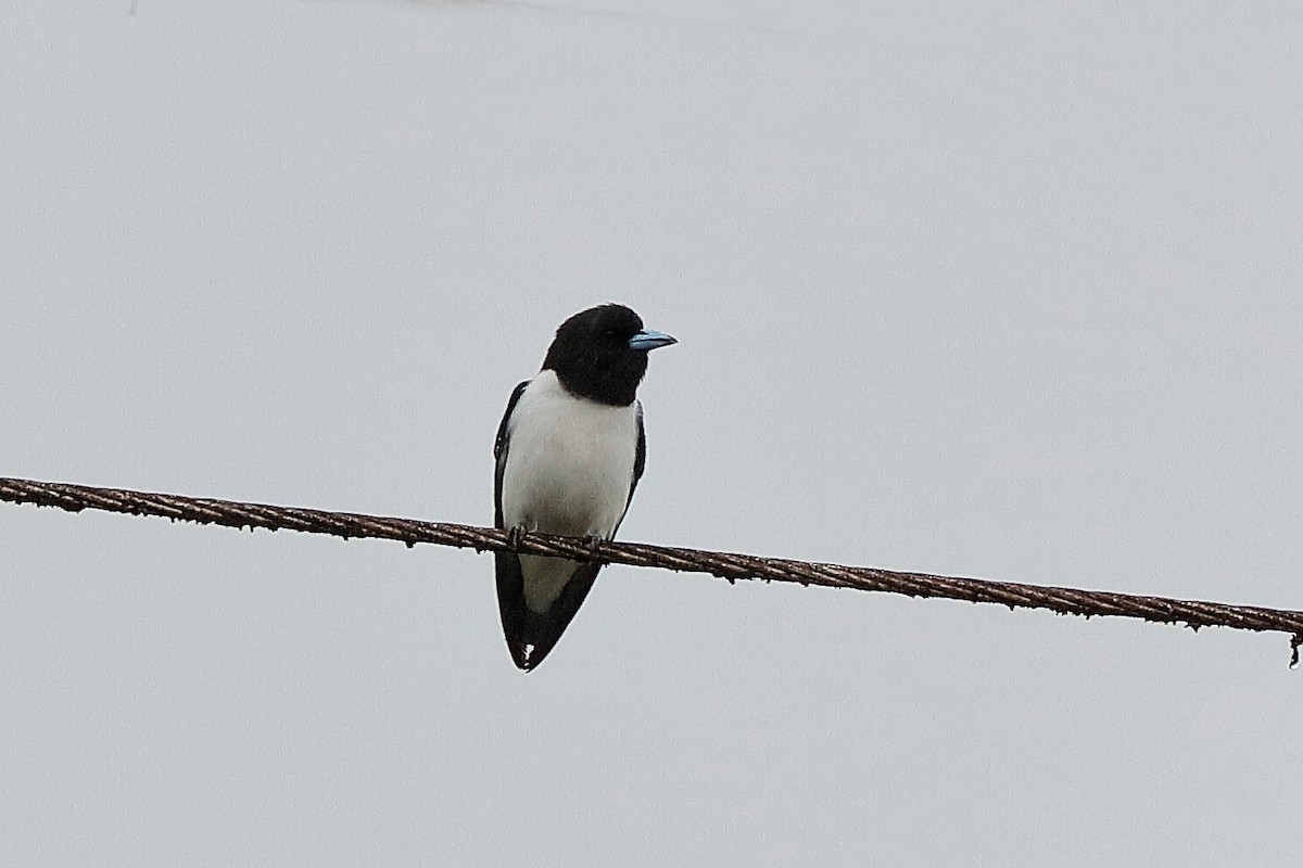 Great Woodswallow - ML204253561