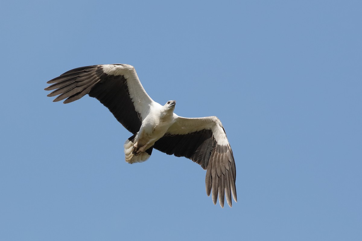 White-bellied Sea-Eagle - ML204253581