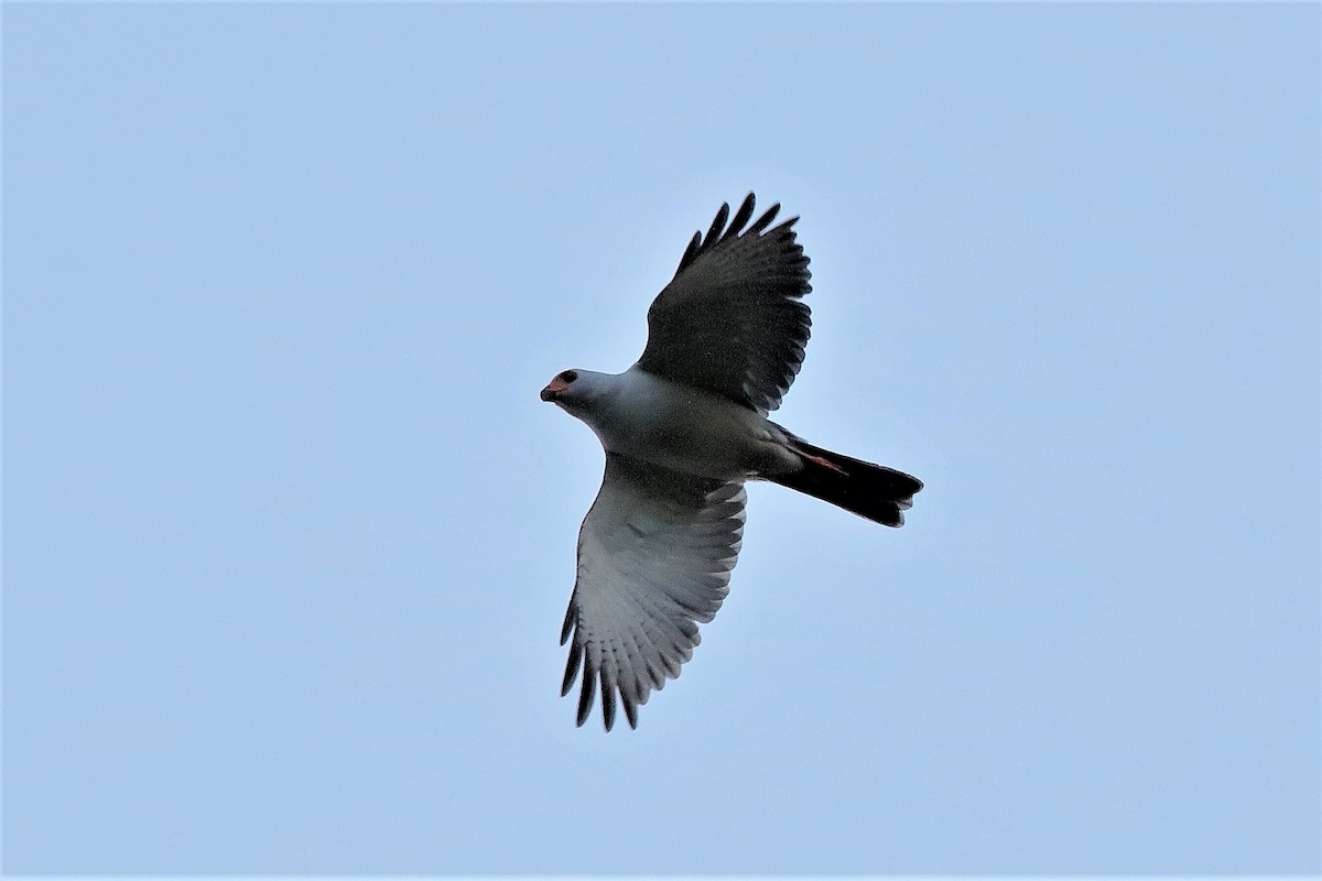 Gray-headed Goshawk - ML204253591