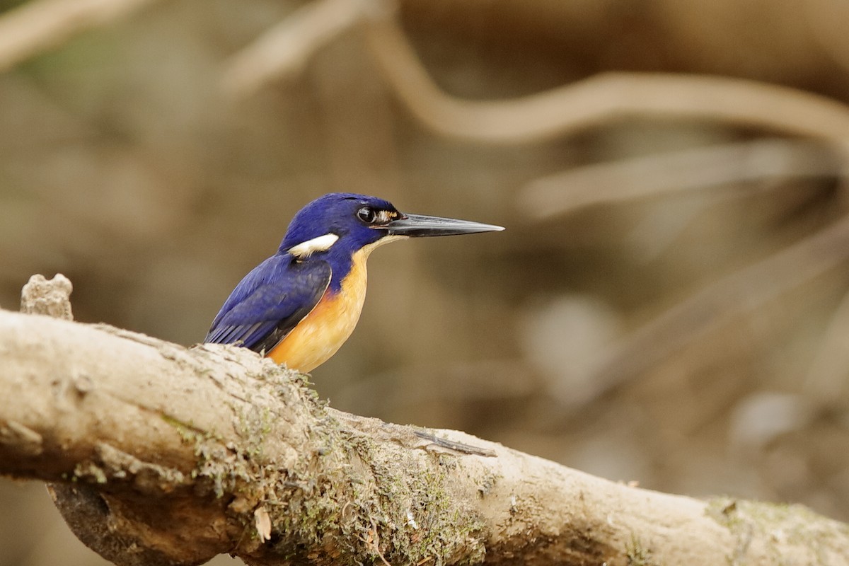 Azure Kingfisher - ML204253641