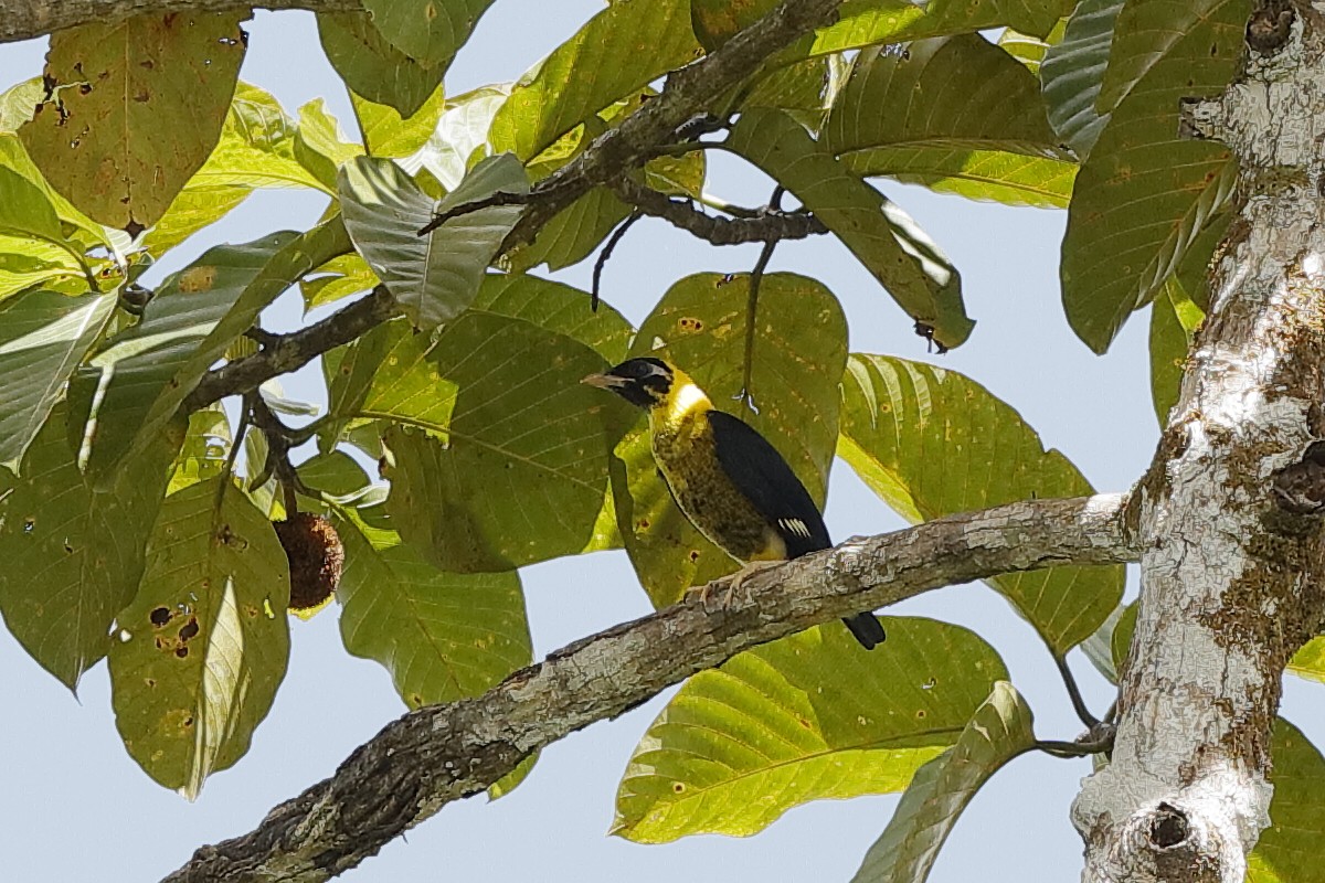 Miná Dorado - ML204253701