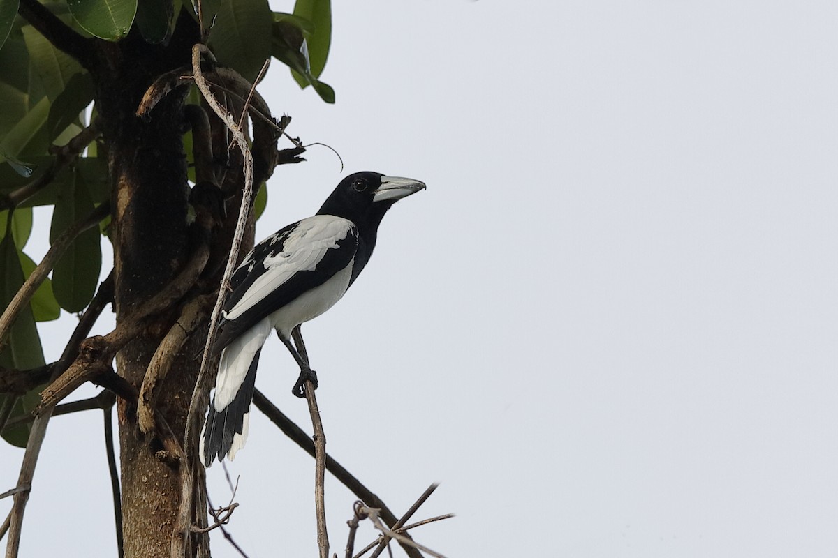 Hooded Butcherbird - ML204253721