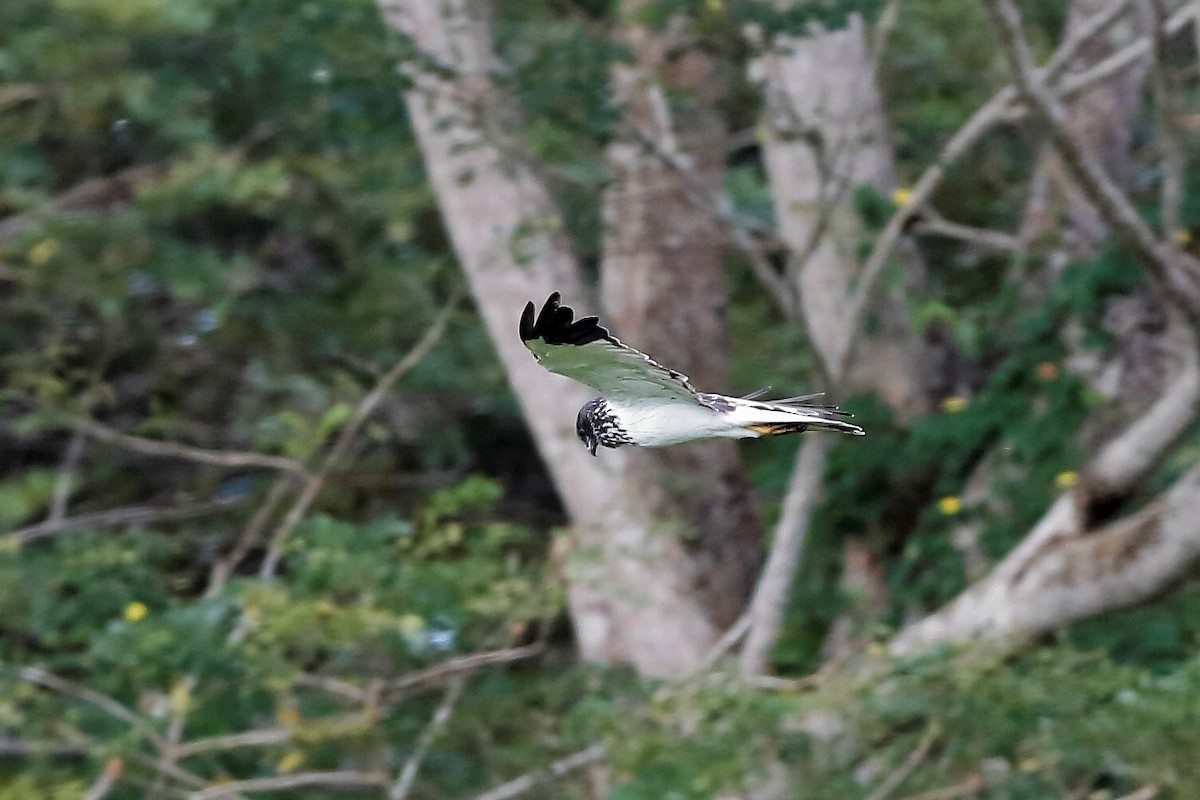 Papuan Harrier - ML204253751