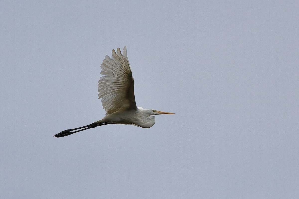 Great Egret (modesta) - ML204253761