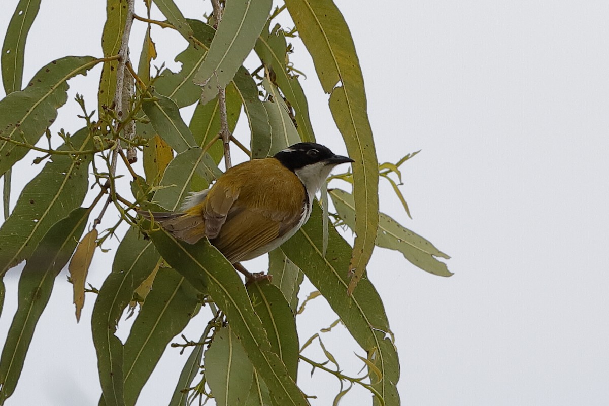 White-throated Honeyeater - ML204253771