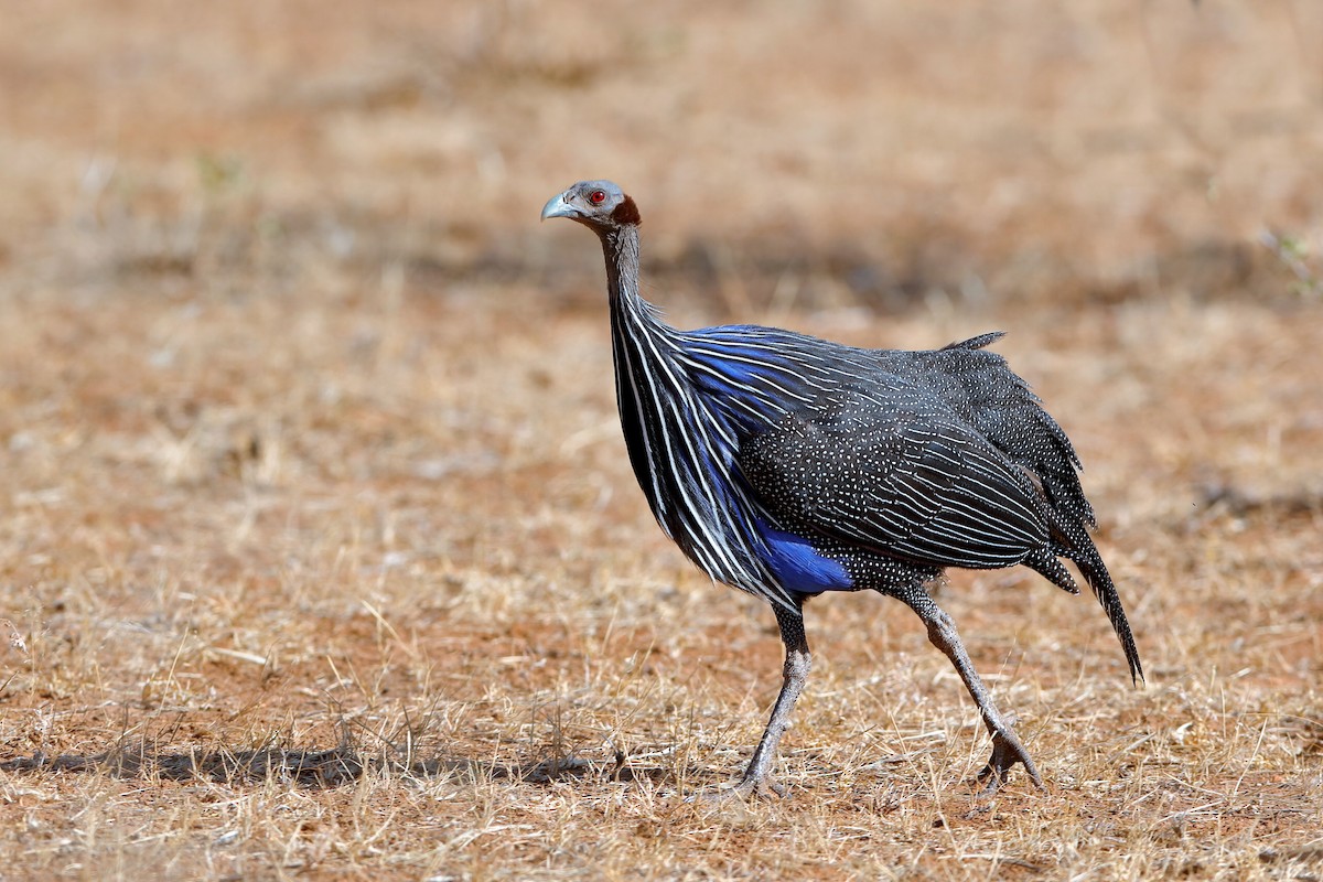 Vulturine Guineafowl - ML204253781