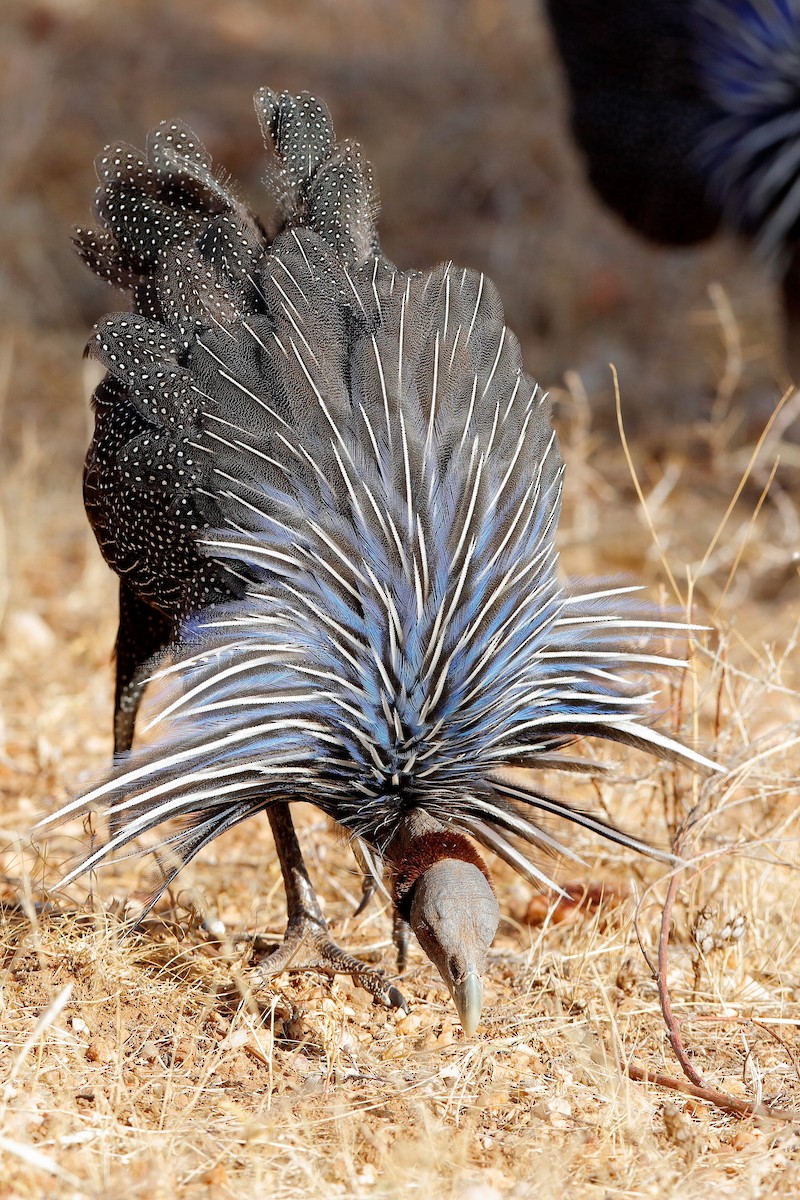 Vulturine Guineafowl - ML204253791