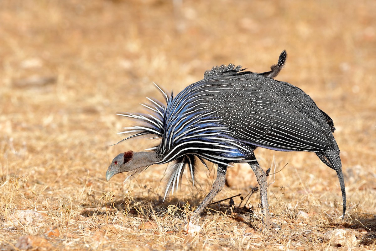 Vulturine Guineafowl - ML204253801