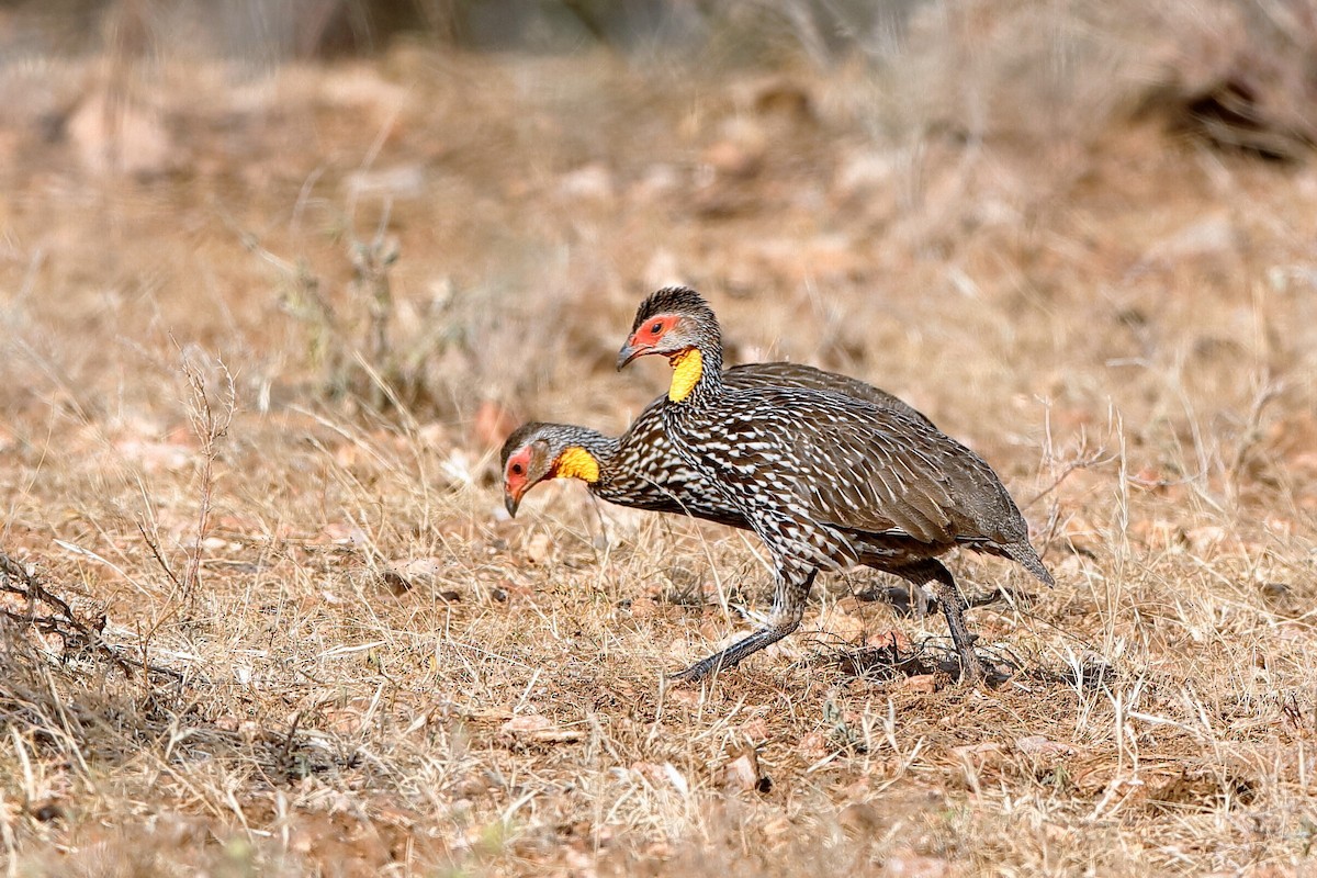 Yellow-necked Spurfowl - ML204253831