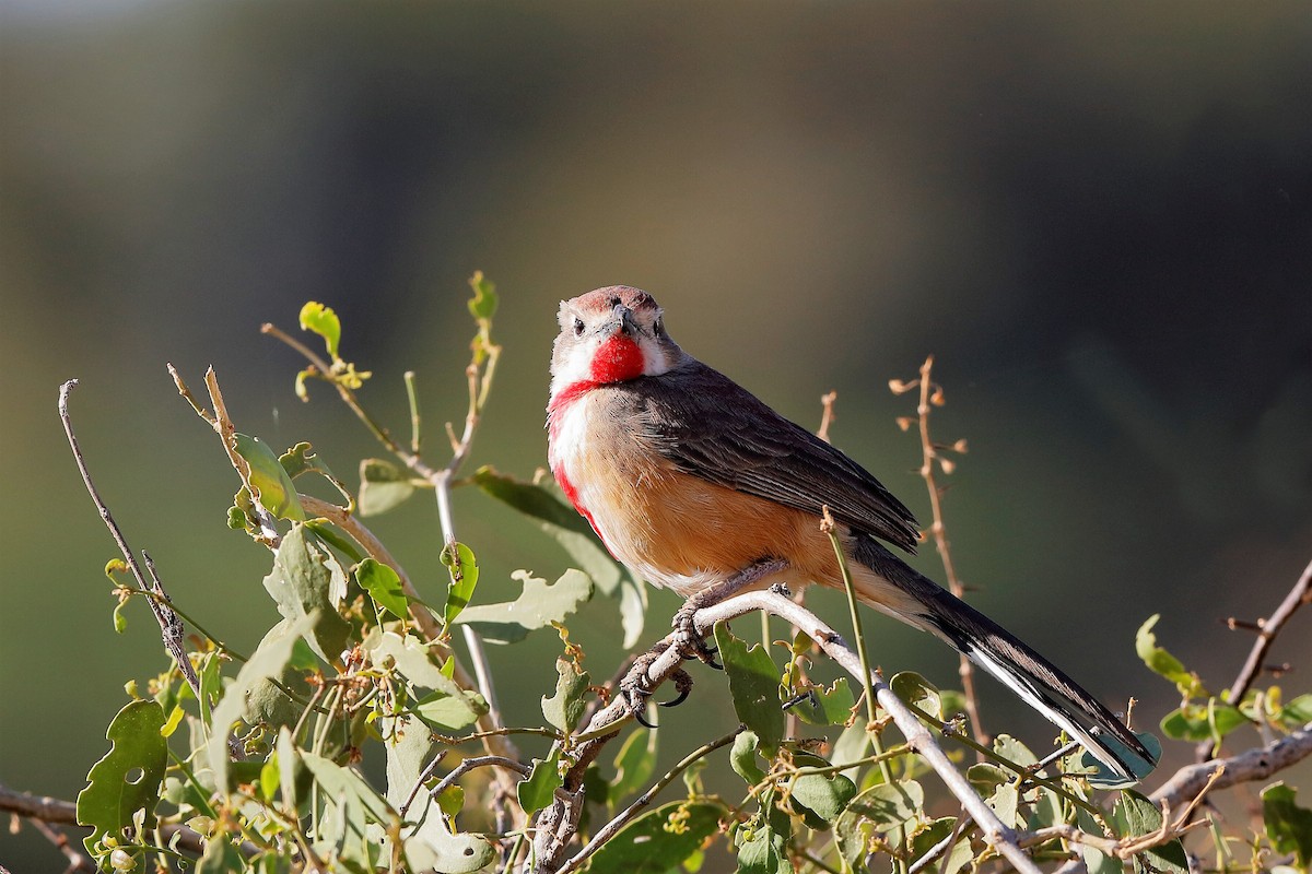 Rosy-patched Bushshrike - ML204253941