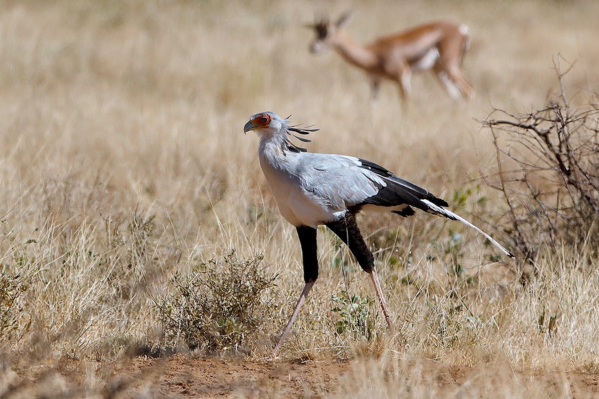 Secretarybird - ML204253971