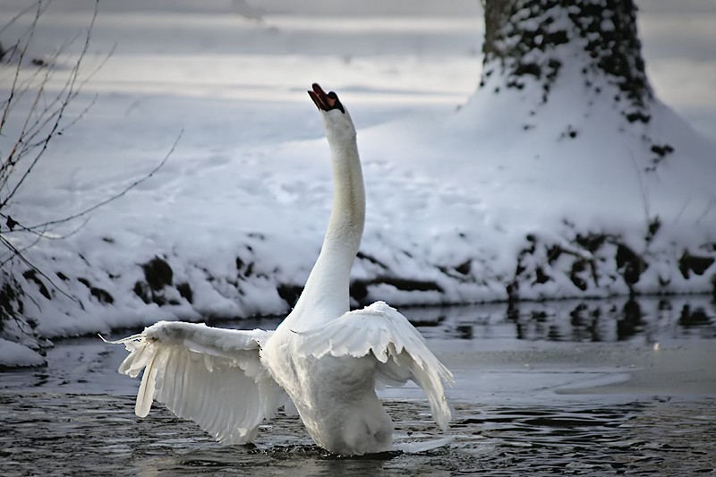 Mute Swan - Bojan Bencic