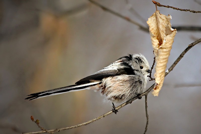 Long-tailed Tit (europaeus Group) - ML204254121