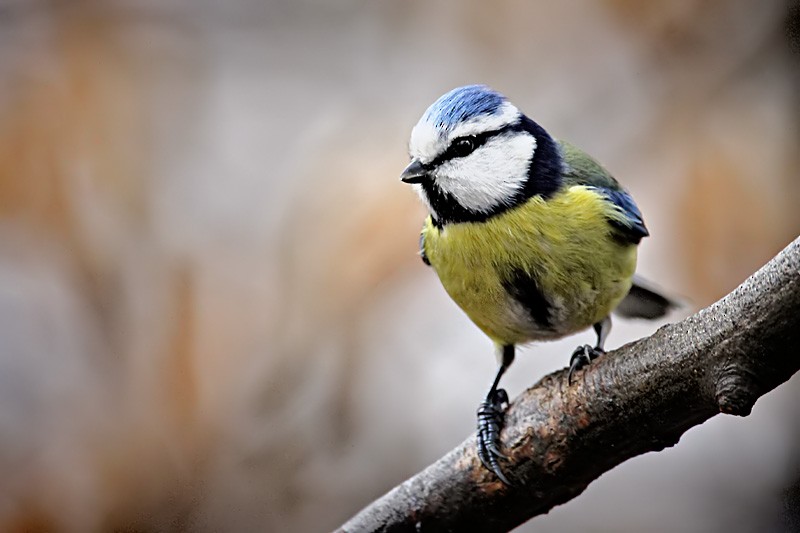 Eurasian Blue Tit - ML204254441