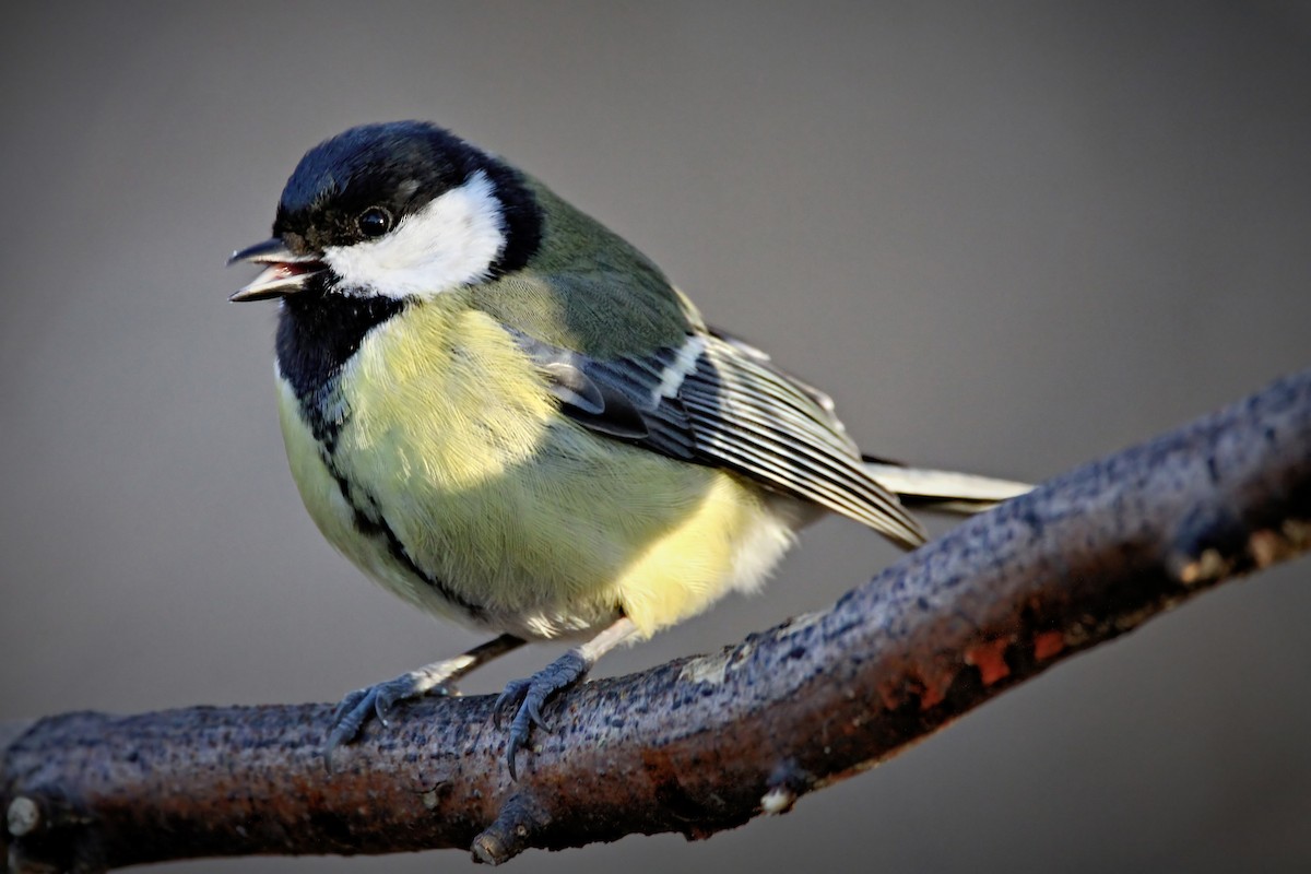 Great Tit - Bojan Bencic