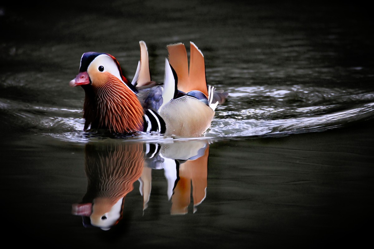 Mandarin Duck - ML204254701