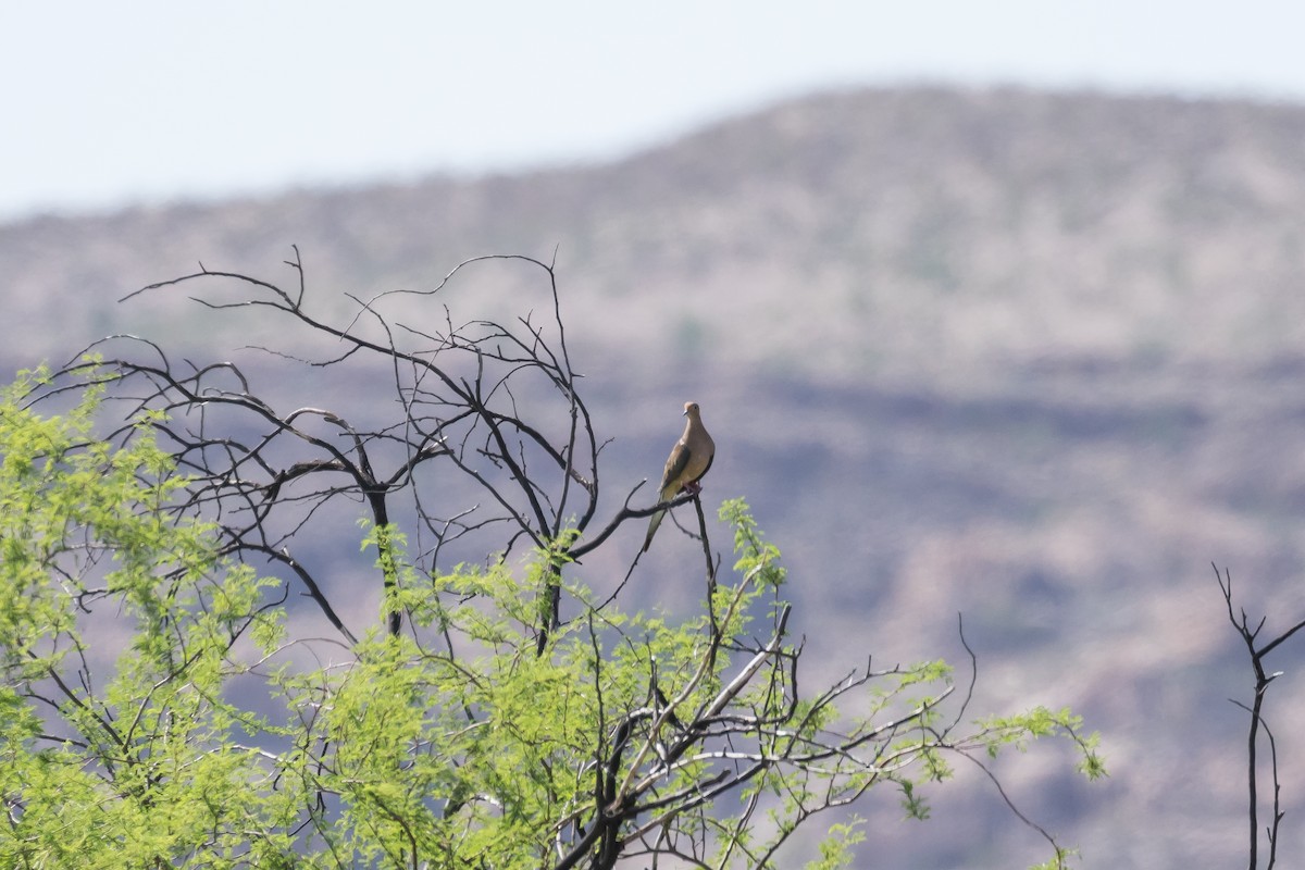 hrdlička karolínská - ML204254931