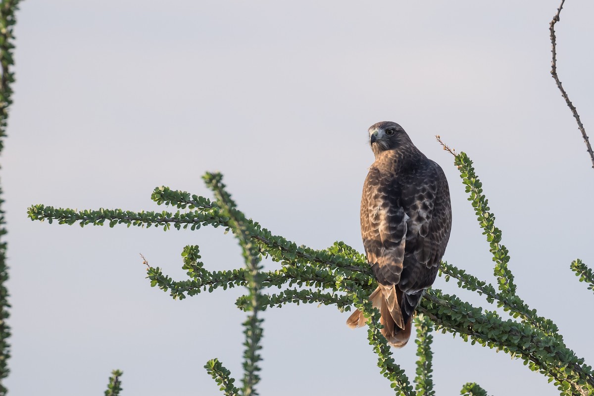 Red-tailed Hawk - Frans Buiter