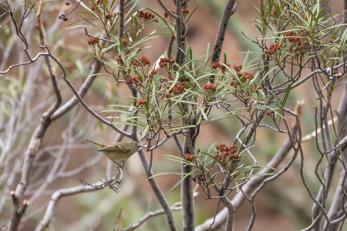 králíček americký - ML204254961