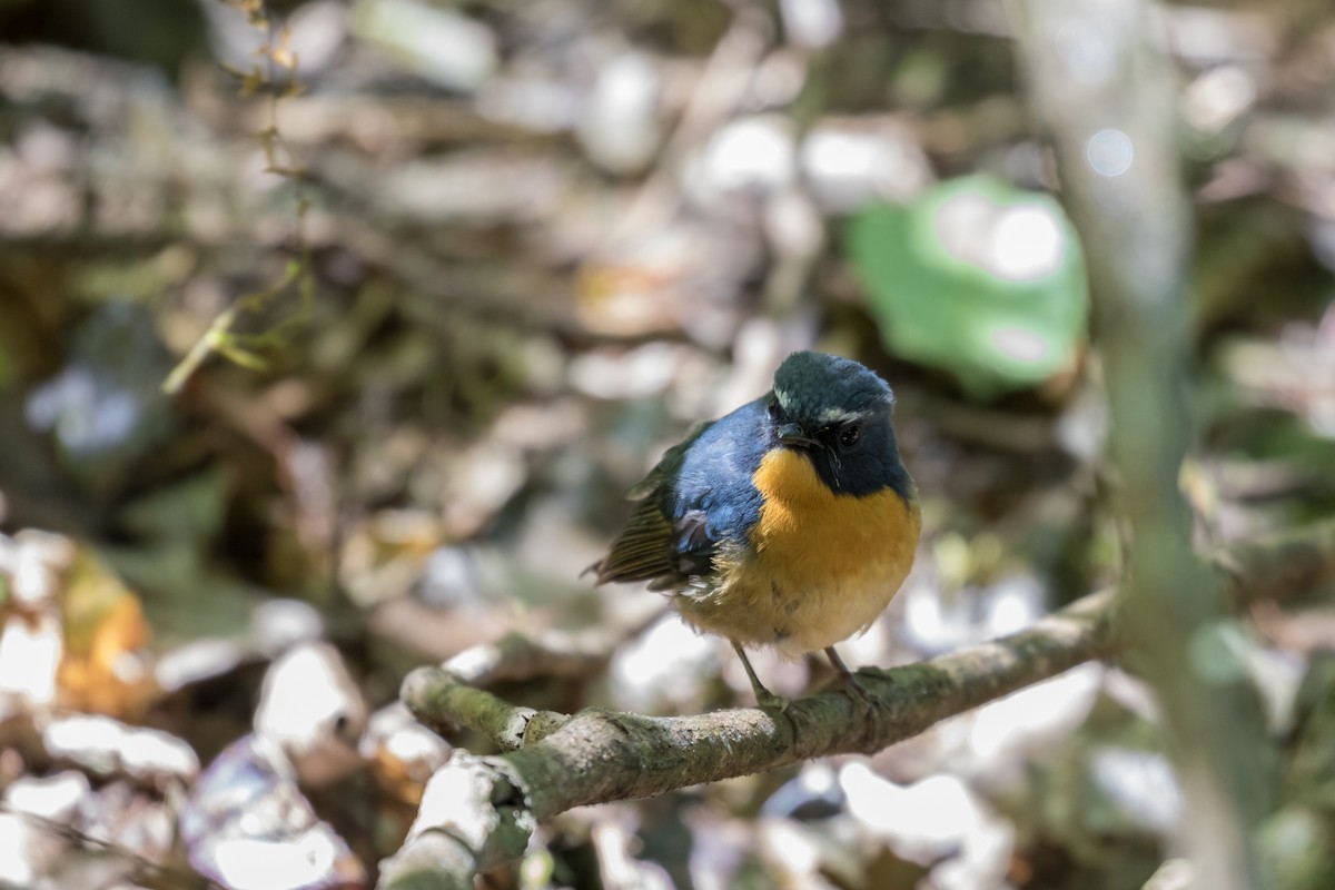 Snowy-browed Flycatcher - ML204255041