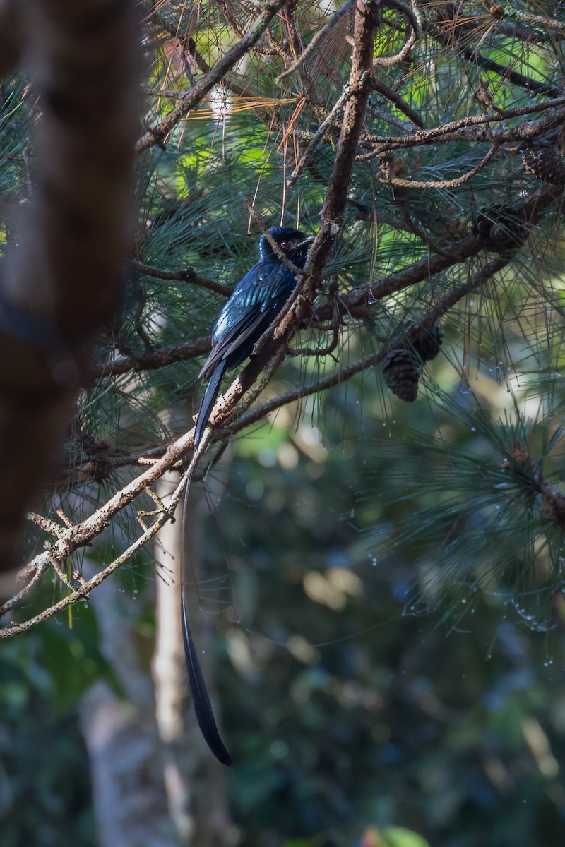 Lesser Racket-tailed Drongo - ML204255051