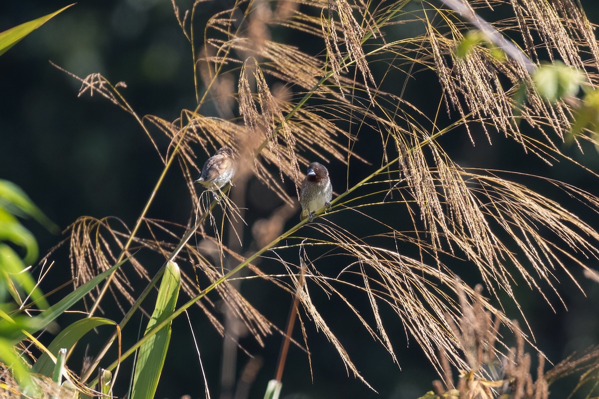 panenka muškátová - ML204255061