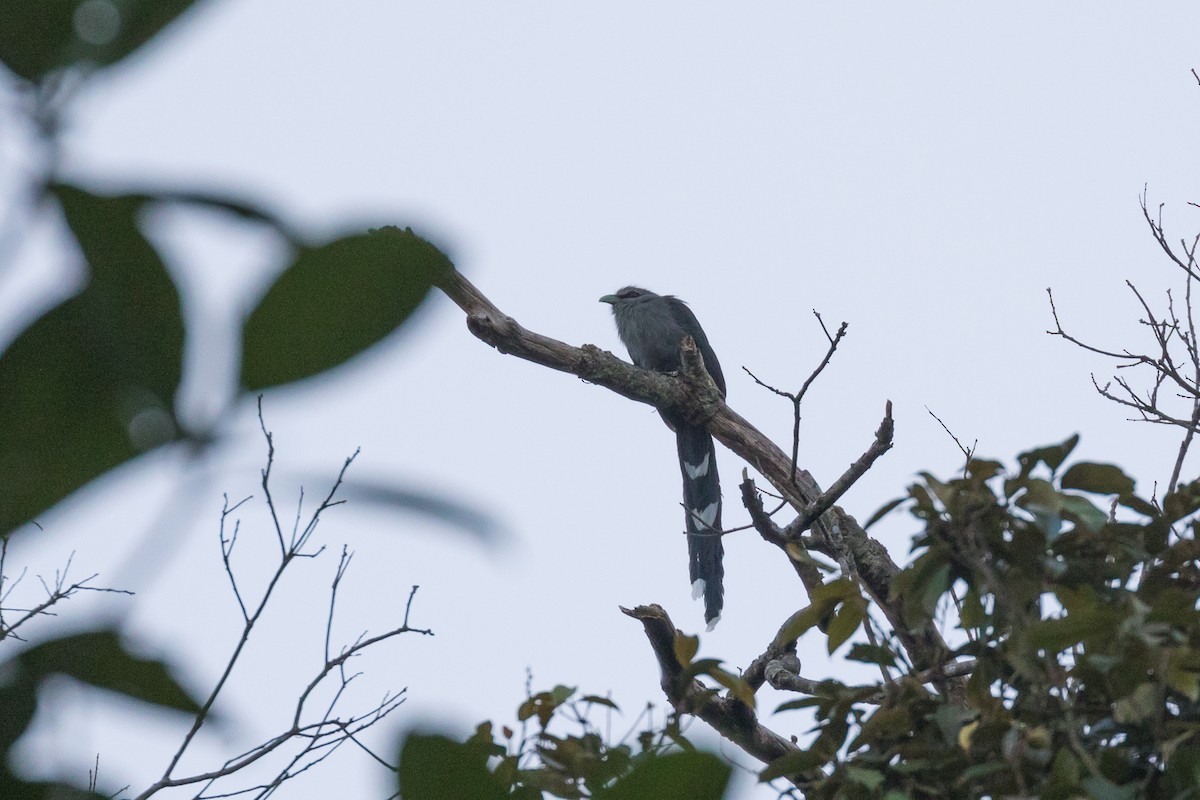 kukačka zelenozobá - ML204255081