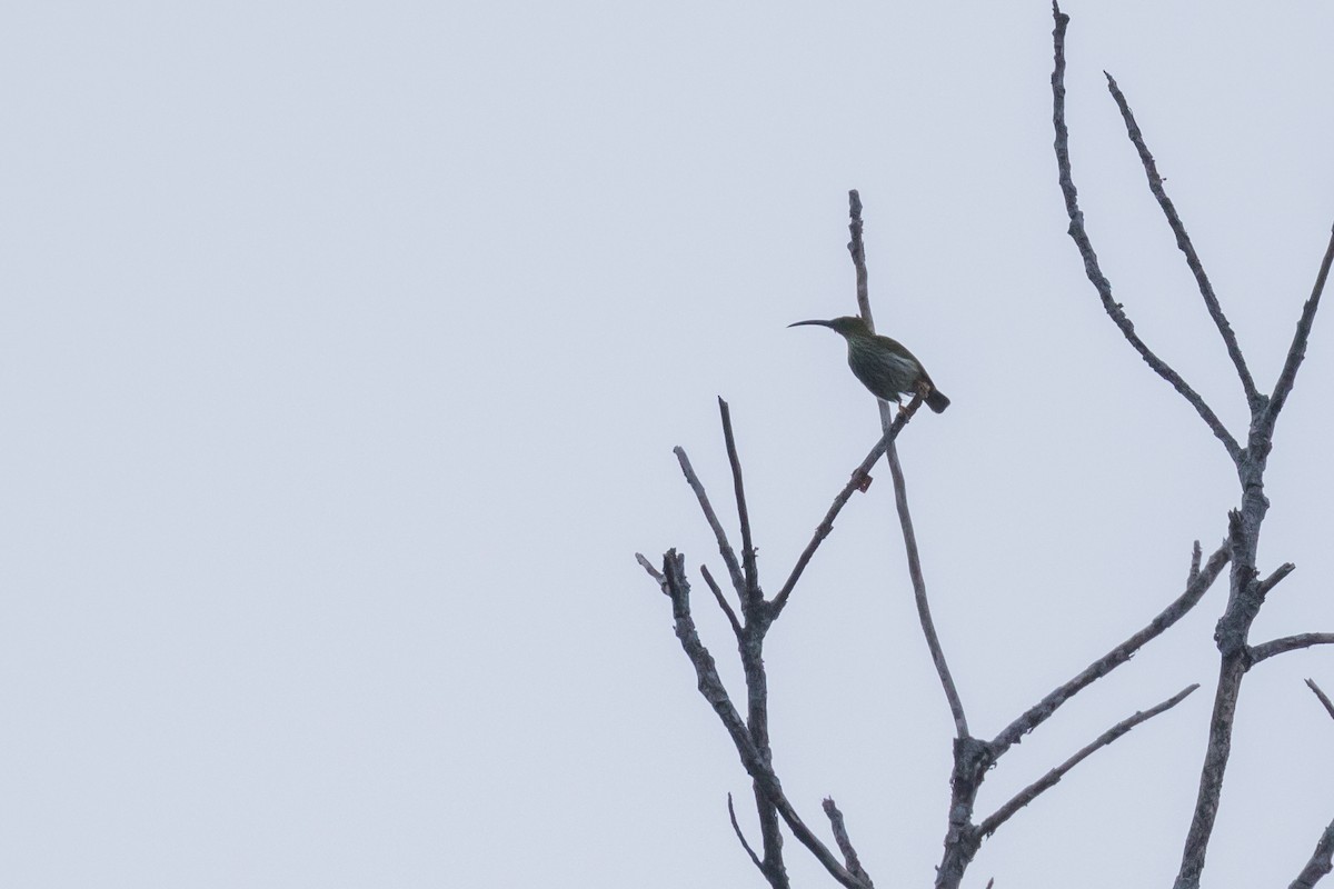 pavoučník proužkovaný - ML204255091