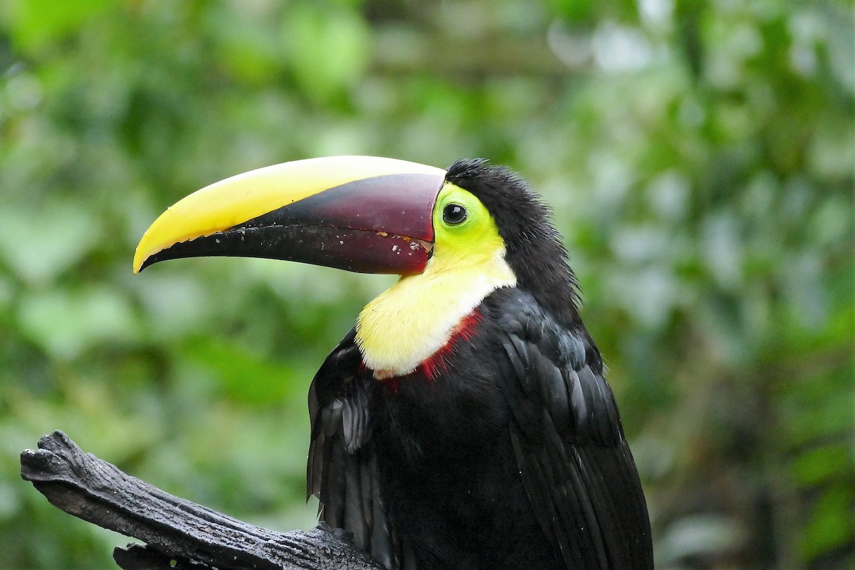 Yellow-throated Toucan - ML204255351