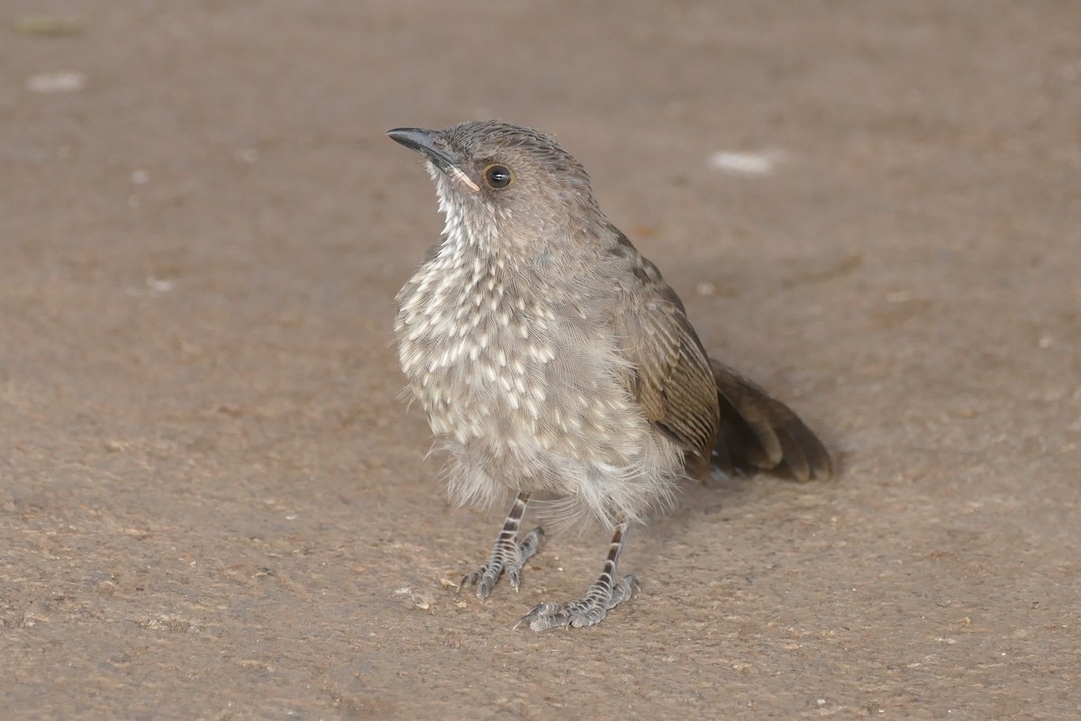 Arrow-marked Babbler - Raymond Marsh